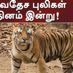 சர்வதேச புலிகள் தினம்